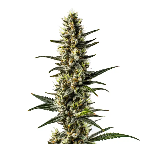 CBD 1-CA (1:20) (Blimburn Seeds) – offizielles Produktbild