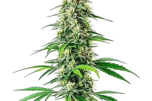 CBD Black Diesel (1:1) (Blimburn Seeds) – offizielles Produktbild