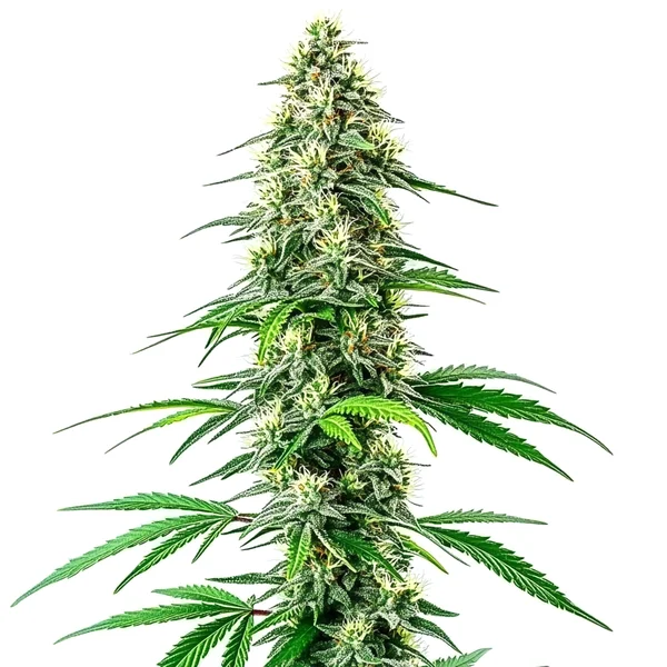 CBD Black Diesel (1:1) (Blimburn Seeds) – offizielles Produktbild
