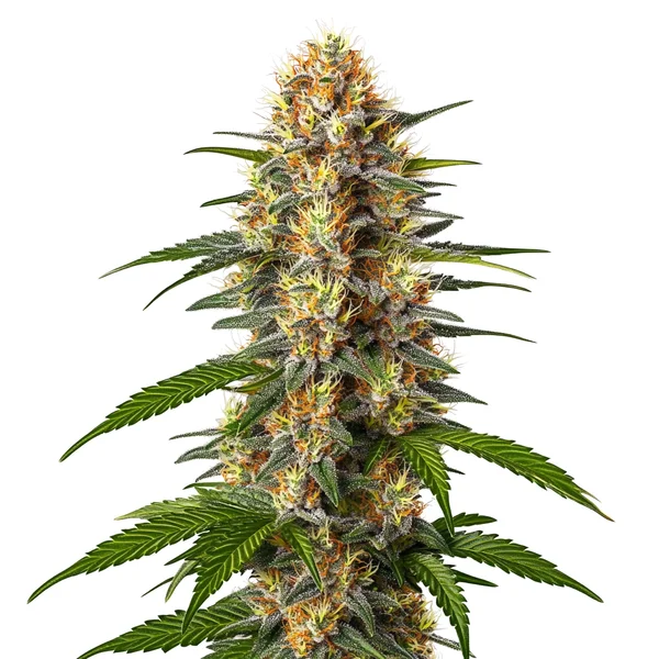CBD Black Domina (1:1) (Blimburn Seeds) – offizielles Produktbild
