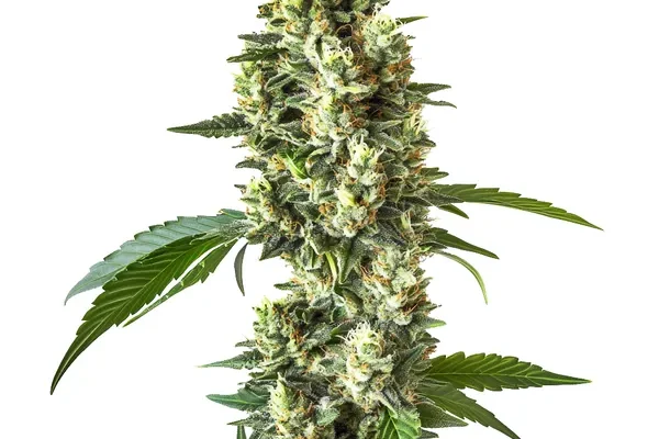 CBD Blueberry (1:1) (Blimburn Seeds) – offizielles Produktbild