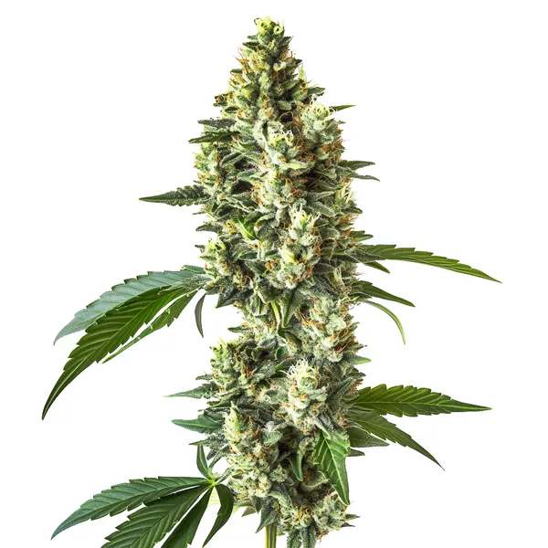 CBD Blueberry (1:1) (Blimburn Seeds) – offizielles Produktbild