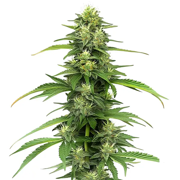 CBD Blueberry (1:16) (Blimburn Seeds) – Produktbild des Herstellers