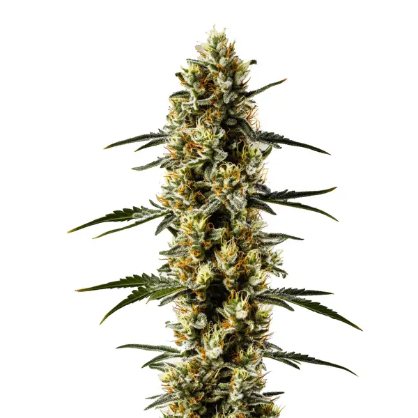 CBD Candida (Blimburn Seeds) – offizielles Produktbild