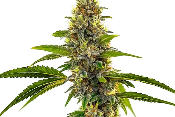 CBD Candyland (Blimburn Seeds) – offizielles Produktbild