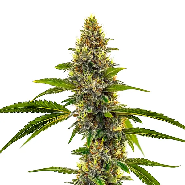 CBD Candyland (Blimburn Seeds) – offizielles Produktbild