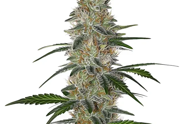 CBD Chemdog #4 (Blimburn Seeds) – offizielles Produktbild