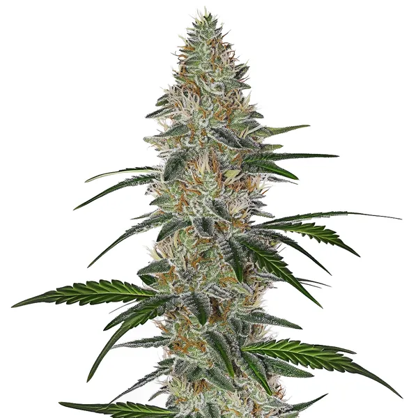 CBD Chemdog #4 (Blimburn Seeds) – offizielles Produktbild