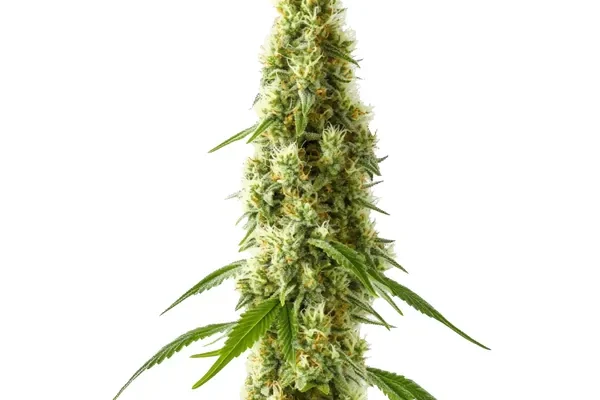 CBD Cookie Kush 1:10 (Blimburn Seeds) – offizielles Produktbild
