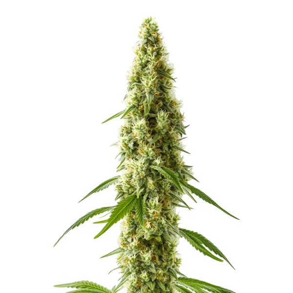 CBD Cookie Kush 1:10 (Blimburn Seeds) – offizielles Produktbild