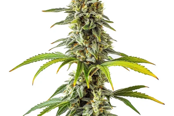 CBD Cream & Cheese (1:1) (Blimburn Seeds) – offizielles Produktbild