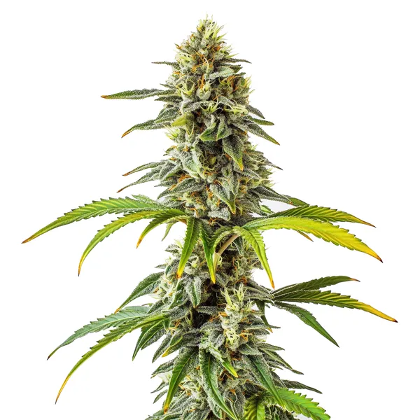 CBD Cream & Cheese (1:1) (Blimburn Seeds) – offizielles Produktbild