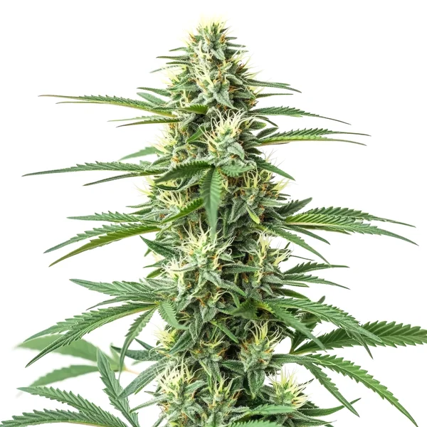 CBD Critical Mass (1:1) (Blimburn Seeds) – offizielles Produktbild