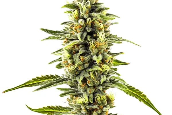 CBD Diesel x Gorilla (1:1) (Blimburn Seeds) – offizielles Produktbild