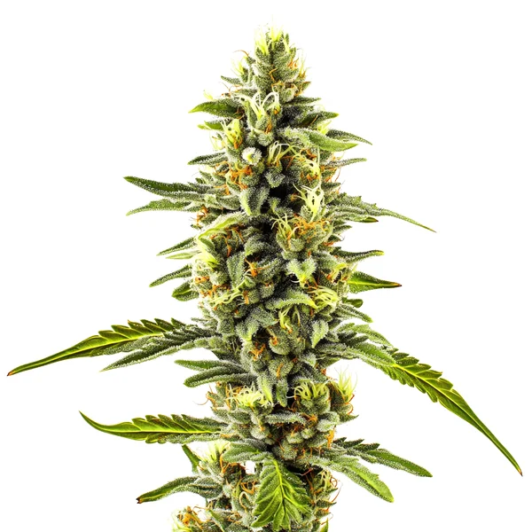 CBD Diesel x Gorilla (1:1) (Blimburn Seeds) – offizielles Produktbild
