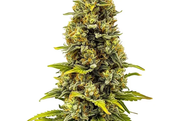 CBD Fire Kush (1:30) (Blimburn Seeds) – offizielles Produktbild
