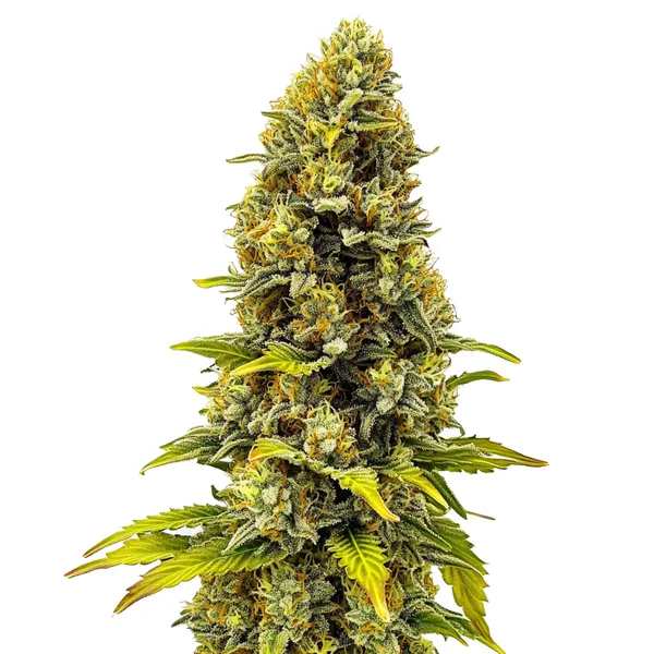 CBD Fire Kush (1:30) (Blimburn Seeds) – offizielles Produktbild