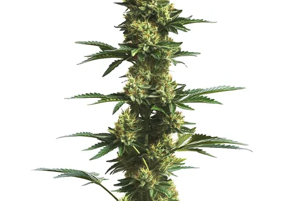 CBD Fruit (1:25) (Blimburn Seeds) – offizielles Produktbild
