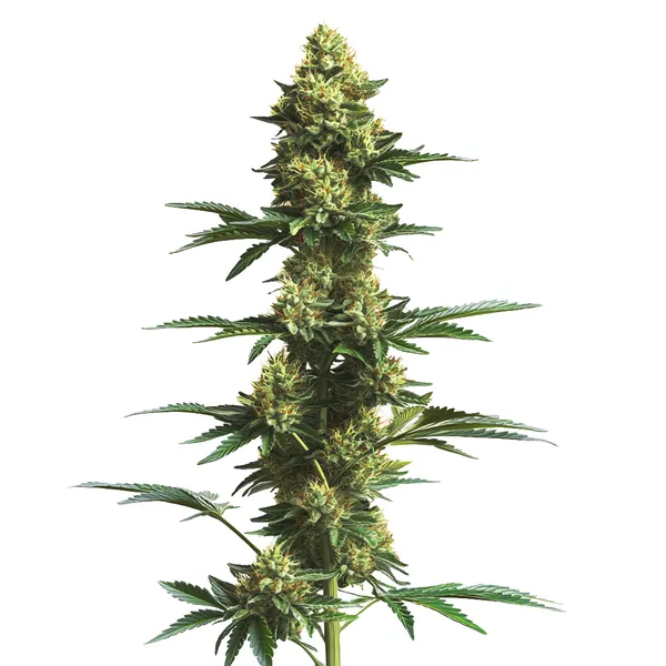 CBD Fruit (1:25) (Blimburn Seeds) – offizielles Produktbild
