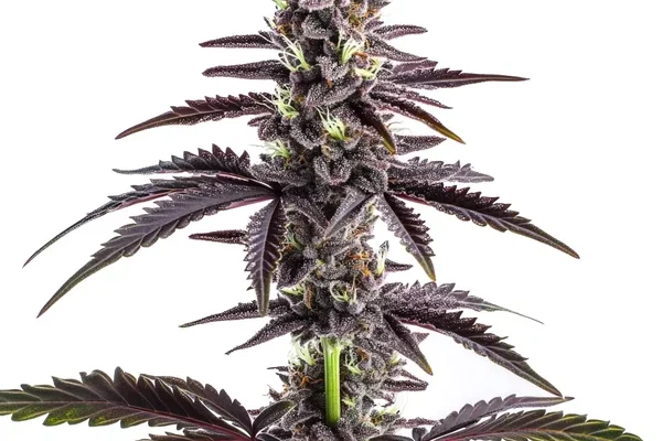CBD Grape Pie (1:15) (Blimburn Seeds) – offizielles Produktbild