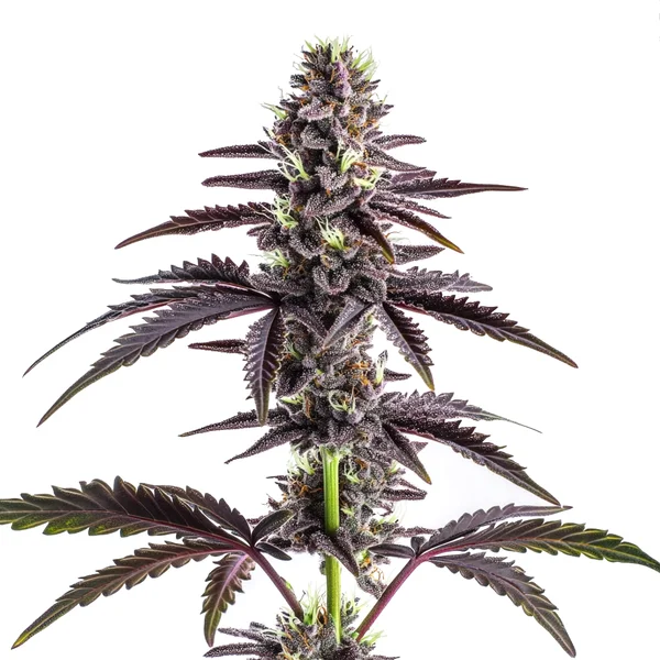 CBD Grape Pie (1:15) (Blimburn Seeds) – offizielles Produktbild