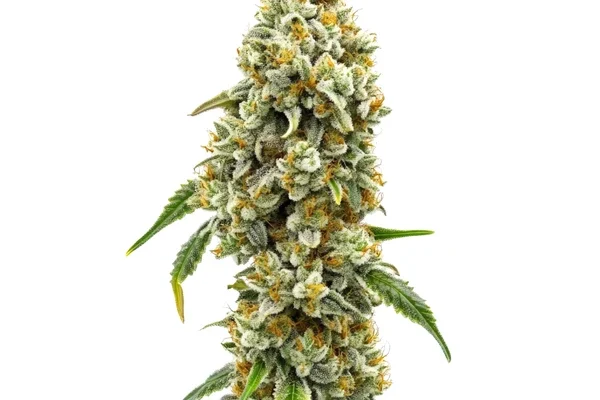 CBD Harlequin (1:18) (Blimburn Seeds) – offizielles Produktbild