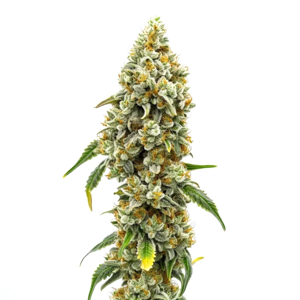 CBD Harlequin (1:18) (Blimburn Seeds) – offizielles Produktbild