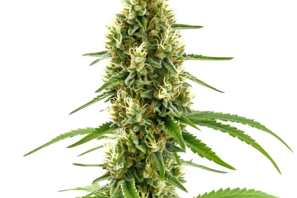 CBD Harlequin Kimbo Kush (1:2) (Blimburn Seeds) – offizielles Produktbild