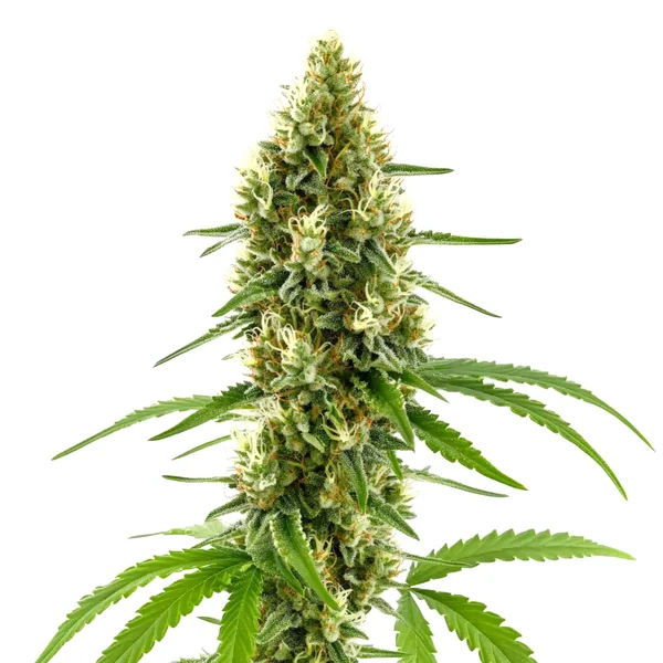 CBD Harlequin Kimbo Kush (1:2) (Blimburn Seeds) – offizielles Produktbild