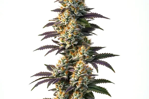 CBD Infinity (1:20) (Blimburn Seeds) – offizielles Produktbild