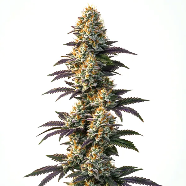 CBD Infinity (1:20) (Blimburn Seeds) – offizielles Produktbild