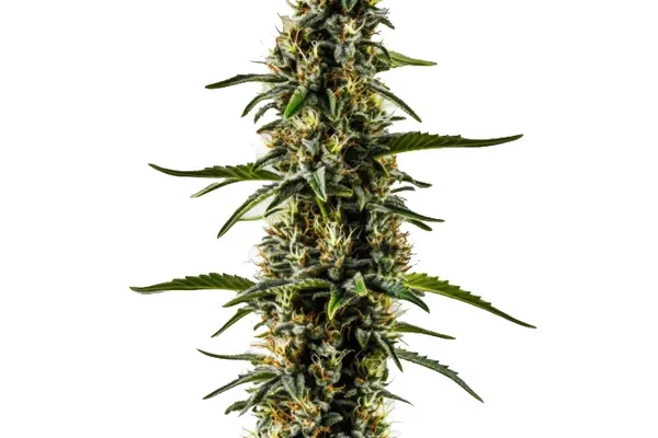 CBD Kush (1:1) (Blimburn Seeds) – offizielles Produktbild