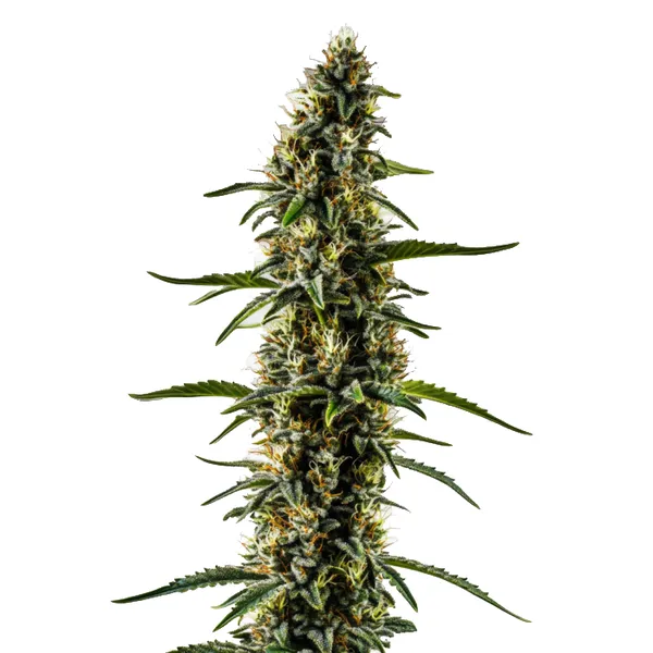 CBD Kush (1:1) (Blimburn Seeds) – offizielles Produktbild