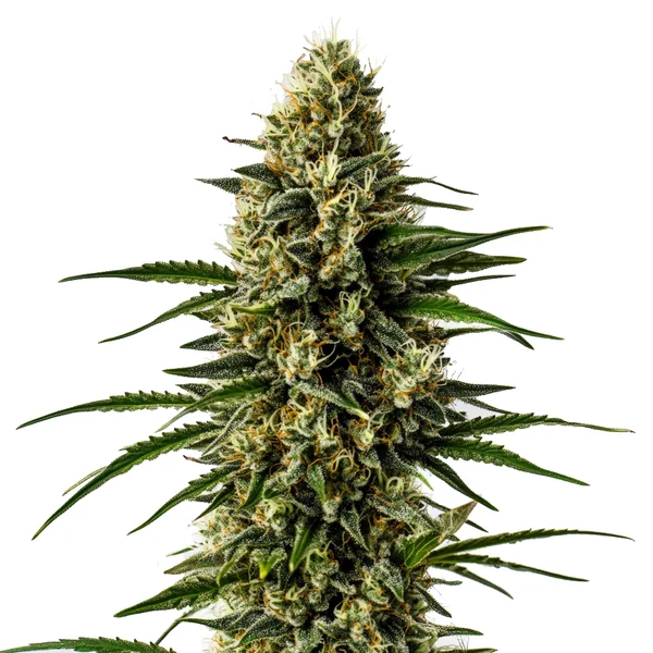 CBD Lemon Skunk (1:30) (Blimburn Seeds) – offizielles Produktbild