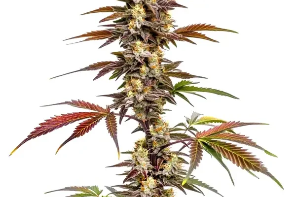 CBD Mango (1:1) (Blimburn Seeds) – offizielles Produktbild