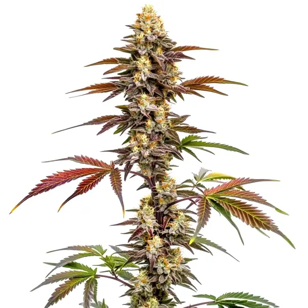 CBD Mango (1:1) (Blimburn Seeds) – offizielles Produktbild
