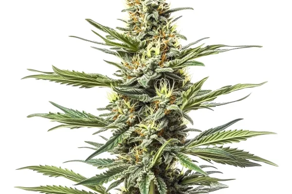 CBD Mexican (1:1) (Blimburn Seeds) – offizielles Produktbild