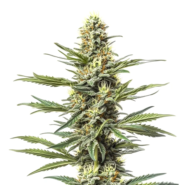 CBD Mexican (1:1) (Blimburn Seeds) – offizielles Produktbild