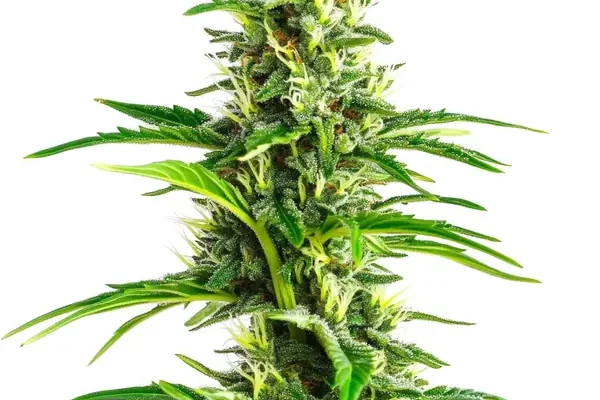 CBD Ratio 1:30 (Blimburn Seeds) – offizielles Produktbild
