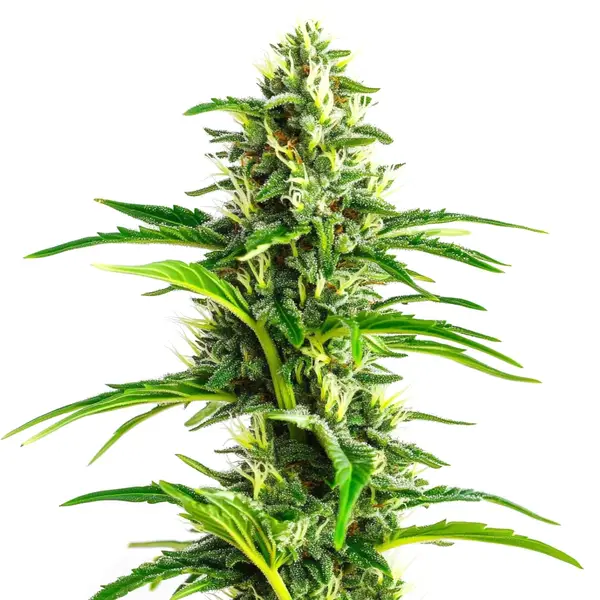 CBD Ratio 1:30 (Blimburn Seeds) – offizielles Produktbild