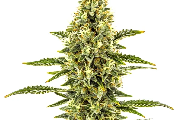 CBD Shishkaberry x Candida (1:2) (Blimburn Seeds) – offizielles Produktbild
