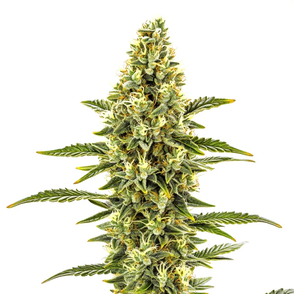 CBD Shishkaberry x Candida (1:2) (Blimburn Seeds) – offizielles Produktbild