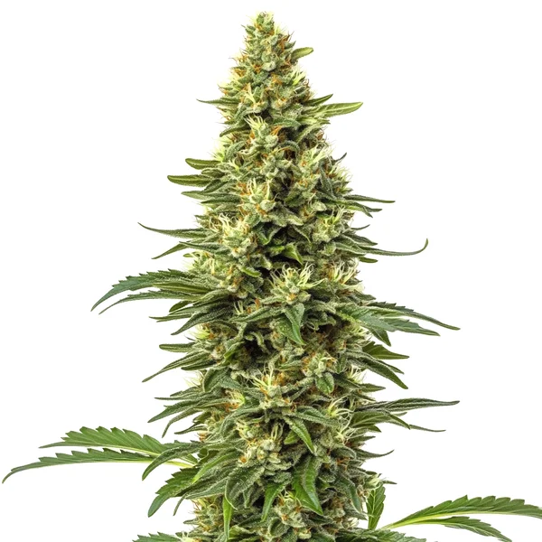 CBD Sour Lemon (1:1) (Blimburn Seeds) – offizielles Produktbild