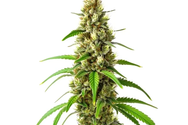 CBD Stephen Hawking Kush (Blimburn Seeds) – offizielles Produktbild