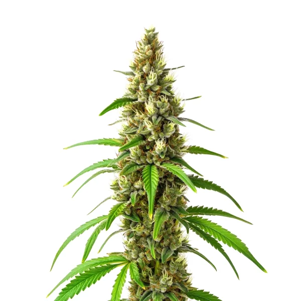 CBD Stephen Hawking Kush (Blimburn Seeds) – offizielles Produktbild