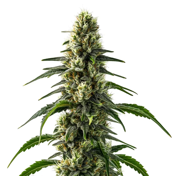 CBD Strawberry (1:25) (Blimburn Seeds) – Produktbild des Herstellers
