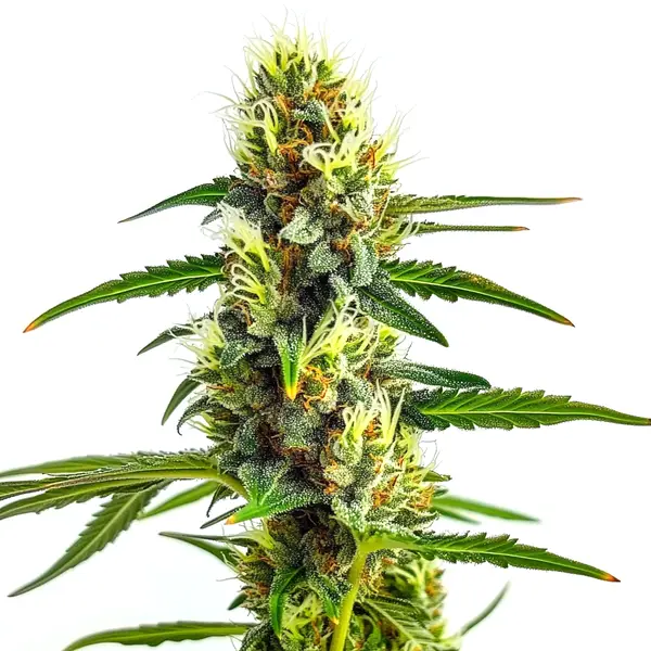 CBD Strawberry 1:30 (Blimburn Seeds) – offizielles Produktbild