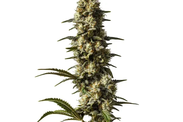 CBD Strawberry Cake (Blimburn Seeds) – offizielles Produktbild