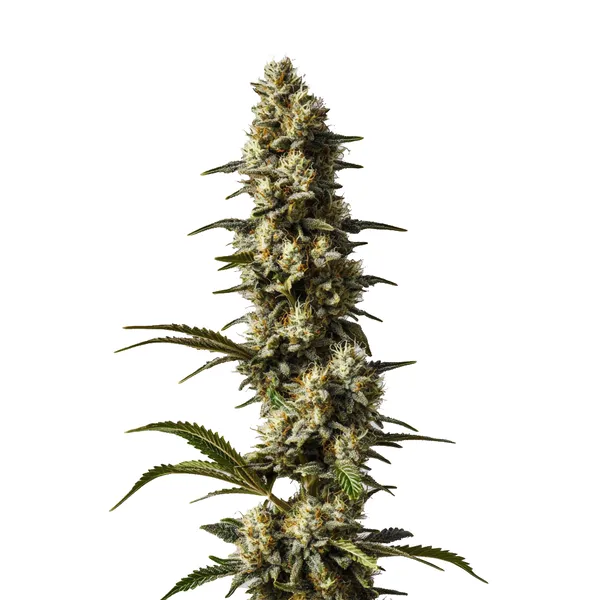 CBD Strawberry Cake (Blimburn Seeds) – offizielles Produktbild
