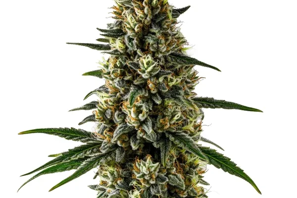 CBD Super Kush (1:15) (Blimburn Seeds) – offizielles Produktbild